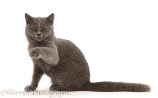 Blue British Shorthair kitten, pointing with a raised paw