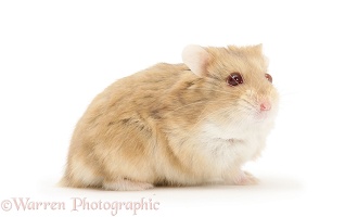 Dwarf Siberian Hamster