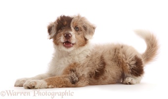 Red merle Cadoodle puppy, 10 weeks old