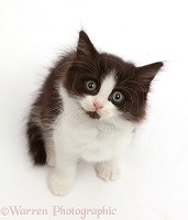 Black-and-white kitten, 7 weeks old, sitting and looking up