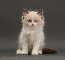 Persian-x-Ragdoll kitten, sitting on grey background