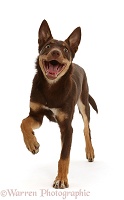 Brown-and-sable Australian Kelpie pup, 4 months old, running