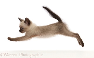 Siamese x Ragdoll kitten, 7 weeks old, leaping across