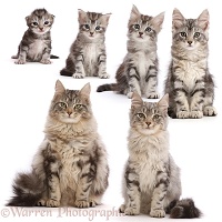 Timelapse of Maine Coon cat growing up from kitten to adult cat