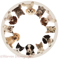 Cats and dogs around the clock - the Furcle of Life