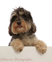 Daxie-doodle dog with paws over