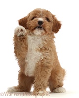 Red Cavapoo dog puppy, 8 weeks old, waving
