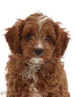 Red Cavapoo dog puppy, 8 weeks old