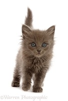Fuzzy blue-grey kitten, 6 weeks old, walking