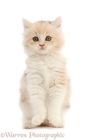 Tortie Persian-cross kitten, 7 weeks old