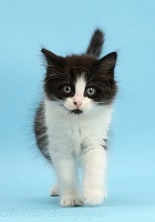 Black-and-white kitten,  weeks old, walking on blue background