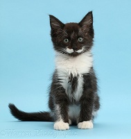 Black-and-white kitten, 8 weeks old, sitting on blue background