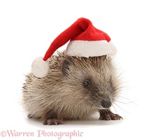 Baby Hedgehog wearing a Santa hat