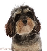 Daxie-doodle dog portrait
