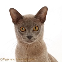 Blue Burmese cat portrait