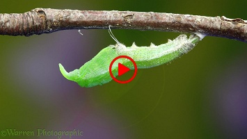 Orange-tip Butterfly caterpillar pupating time lapse