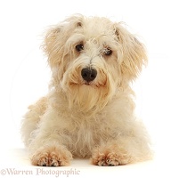 Cream coloured Schnoodle lying with head up