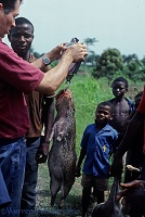 Weighing the catch of Bush meat hunting in West Africa