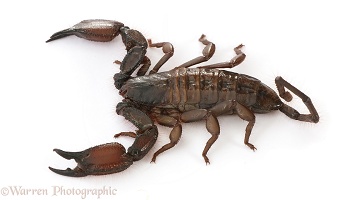 Flat Rock Scorpion