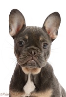 Blue-and-tan French Bulldog puppy portrait
