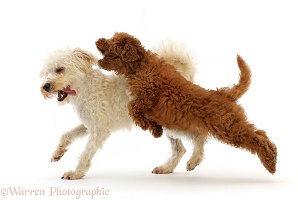 Red Cavapoo puppy leaping at Cream Schnoodle in play