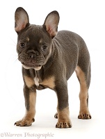 Blue-and-tan French Bulldog puppy standing