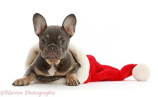 Blue-and-tan French Bulldog puppy in a Santa hat
