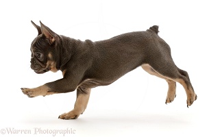 Blue-and-tan French Bulldog puppy running across