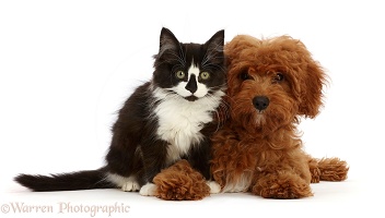 Black-and-white kitten and red Cavapoo puppy