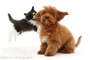 Black-and-white kitten leaping at red Cavapoo puppy