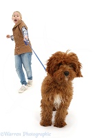 Red Cavapoo pup straining at the leash