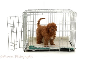 Red Cavapoo puppy in a metal transporting crate