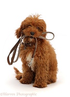 Red Cavapoo puppy holding a leash ready for a walk