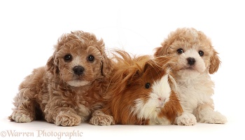 Cavapoochon puppies, 6 weeks old, and Guinea pig