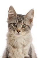 Silver tabby kitten portrait