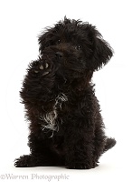 Black Poodle-cross puppy sitting, with raised paw
