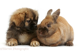 Tibetan Spaniel dog puppy and rabbit