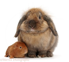 Rabbit with red baby Guinea pig