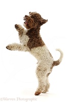 Lagotto Romagnolo jumping up