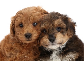 Two Cavapoo puppies