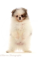 Pomeranian puppy standing up on hind legs