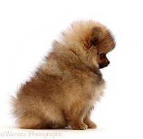Pomeranian puppy sitting profile
