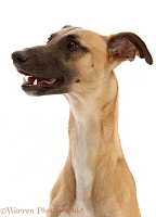 Whippet Lurcher dog, 1 year old, profile portrait
