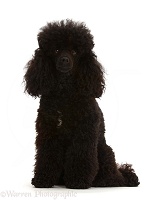 Black Toy Poodle, 3 years old