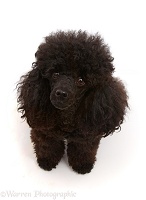 Black Toy Poodle, 3 years old