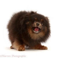 Black-and-tan Pomeranian playful