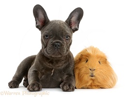 French Bulldog puppy and ginger Guinea pig