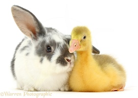 Embden x Greylag Gosling and bunny