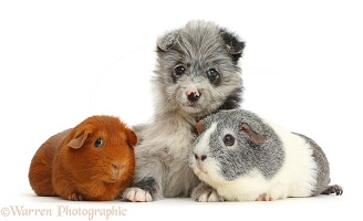 ChiPoo puppy and Guinea pigs