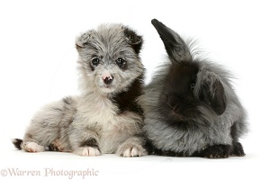 ChiPoo puppy and black rabbit